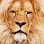 lion, king, portrait-17335.jpg
