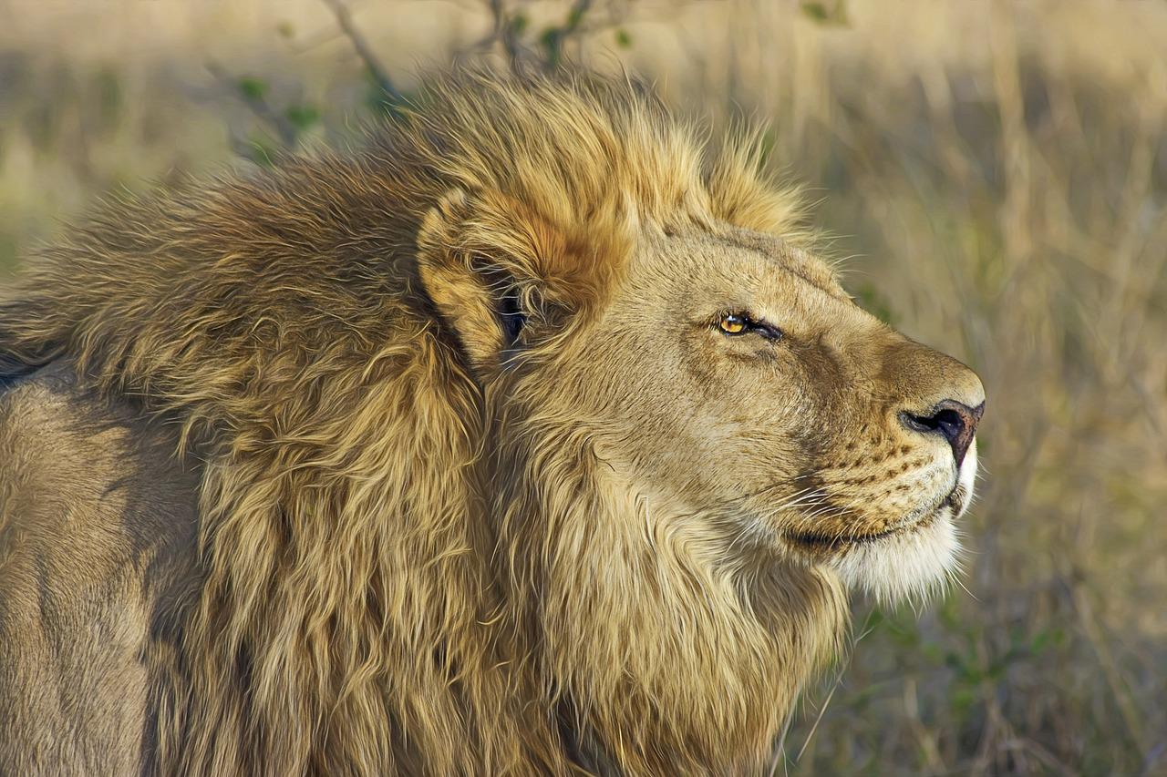 lion, feline, big cat-515028.jpg