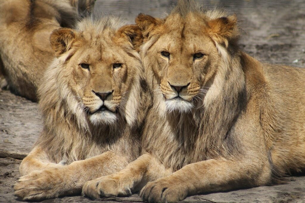 lions, animals, zoo-1660044.jpg