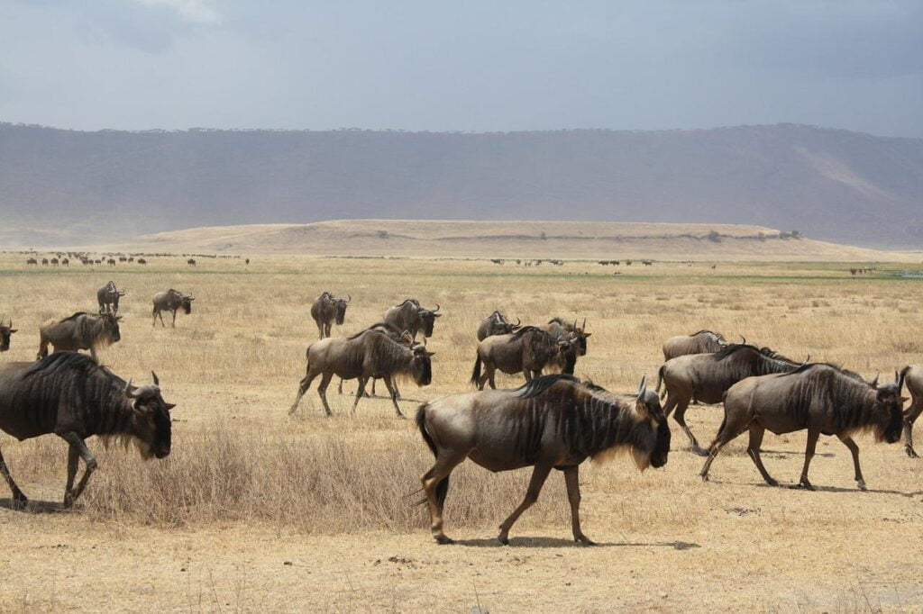 a herd of antelope, tanzania, africa-1232674.jpg