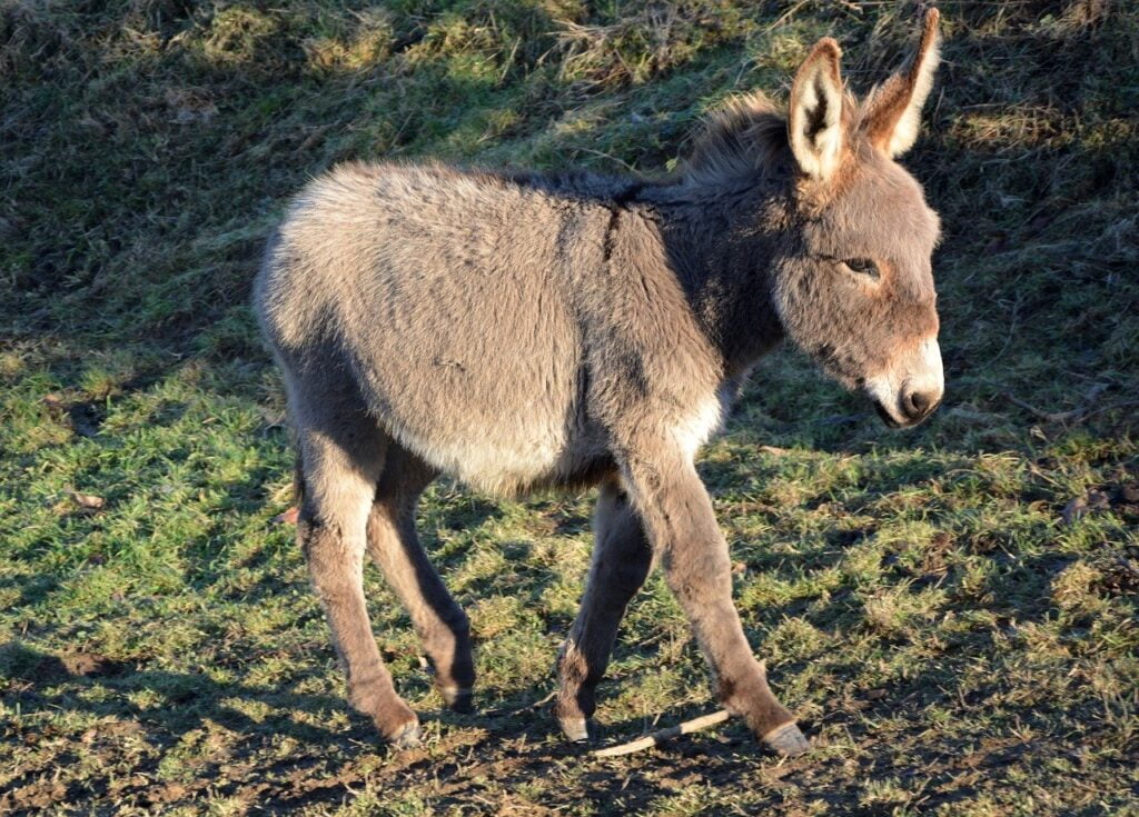 donkey, colt, grey-2653298.jpg