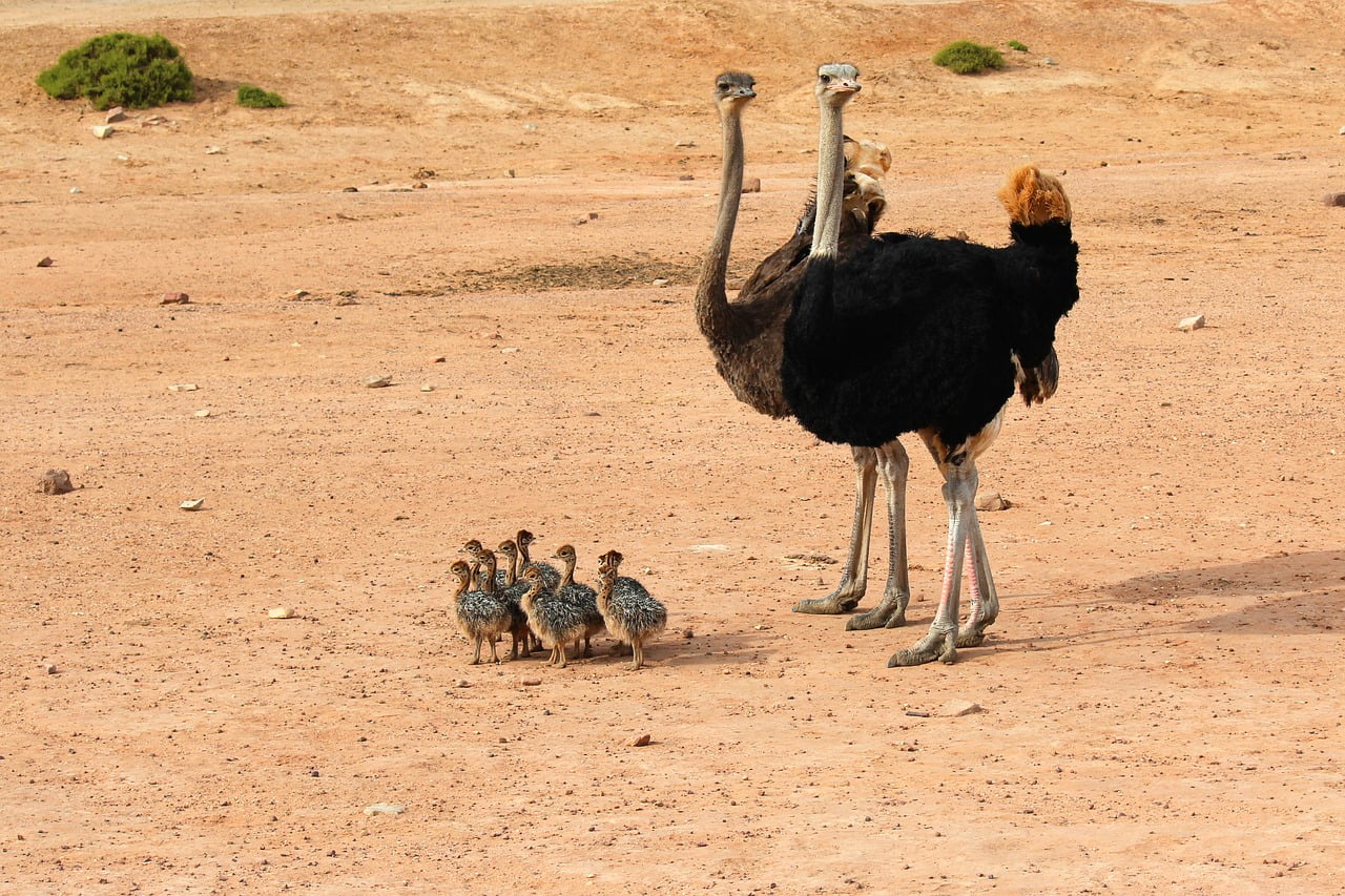 ostrich, ostriches, exotic animals-3468447.jpg