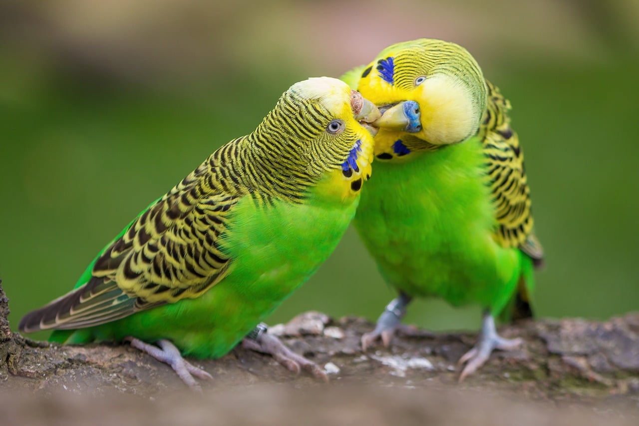 Budgies have taught me…
