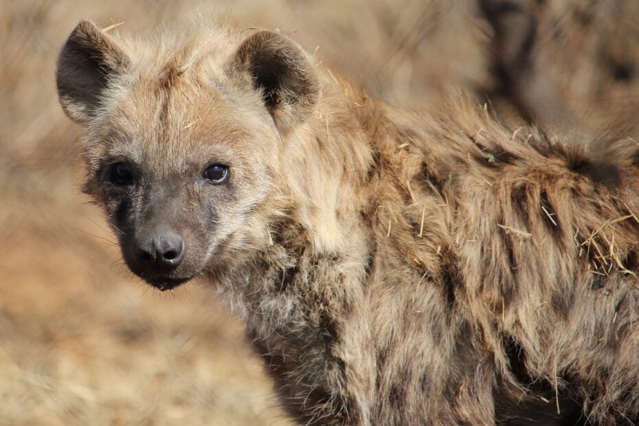 spotted hyena, predator, wildlife-3474798.jpg
