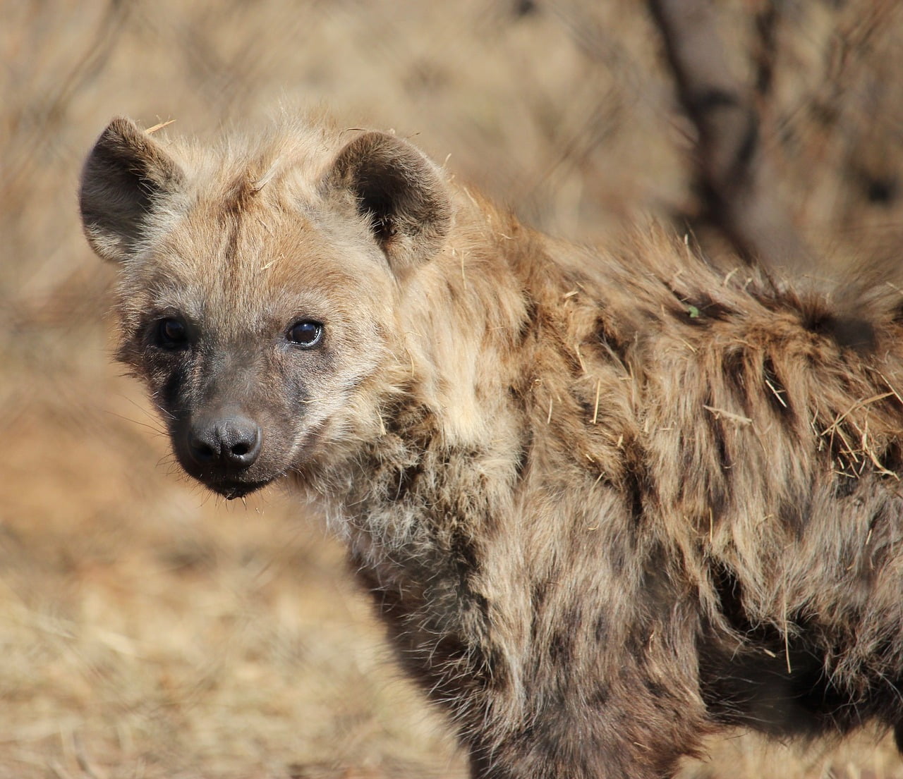 spotted hyena, predator, wildlife-3474798.jpg